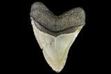 Fossil Megalodon Tooth - North Carolina #109735-2